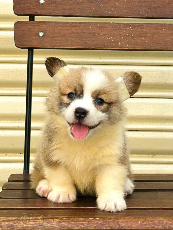 Chó Corgi Fluffy Cái Mã CG354