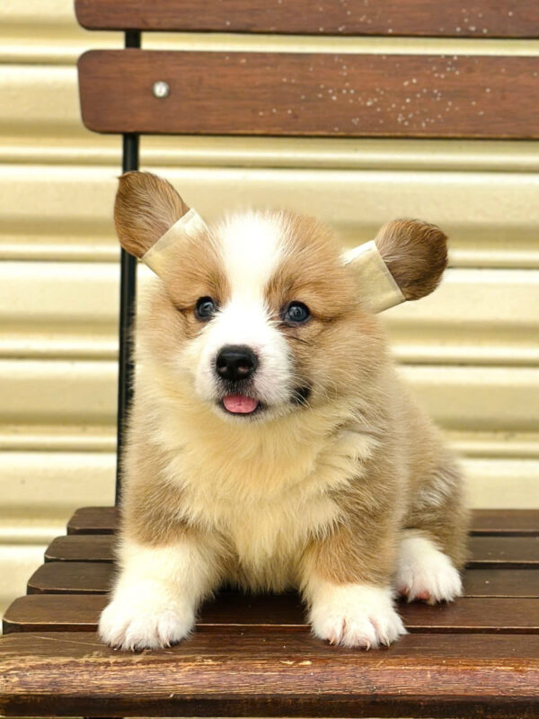 Chó Corgi Fluffy Cái Mã CG355