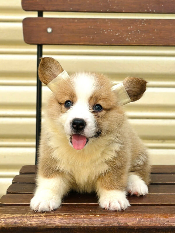 Chó Corgi Fluffy Cái Mã CG355