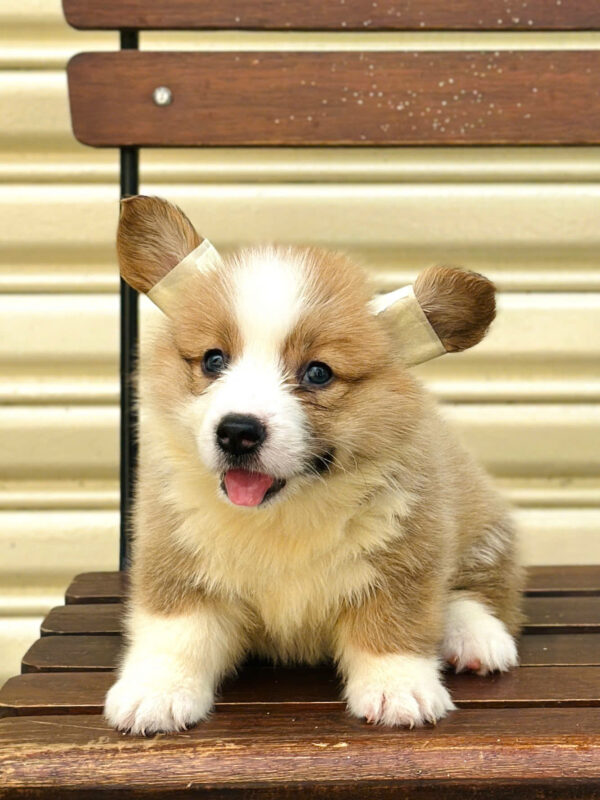 Chó Corgi Fluffy Cái Mã CG355