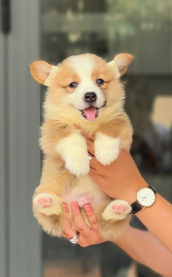 Chó Corgi Fluffy Cái Mã CG355