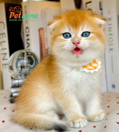 Mèo Scottish Fold Màu Golden Tai Cụp Ny12 Cái Mã AN415