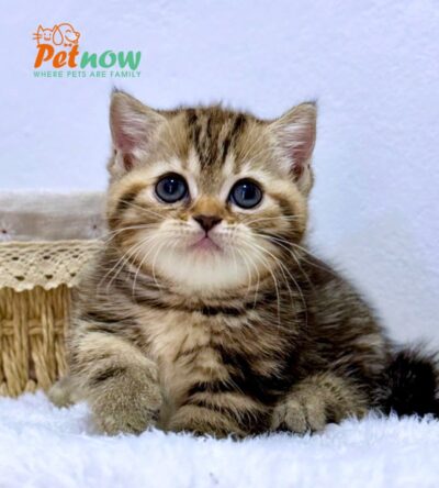 Mèo Anh Lông Ngắn Chân Lùn Màu Tabby Đực Mã AN487