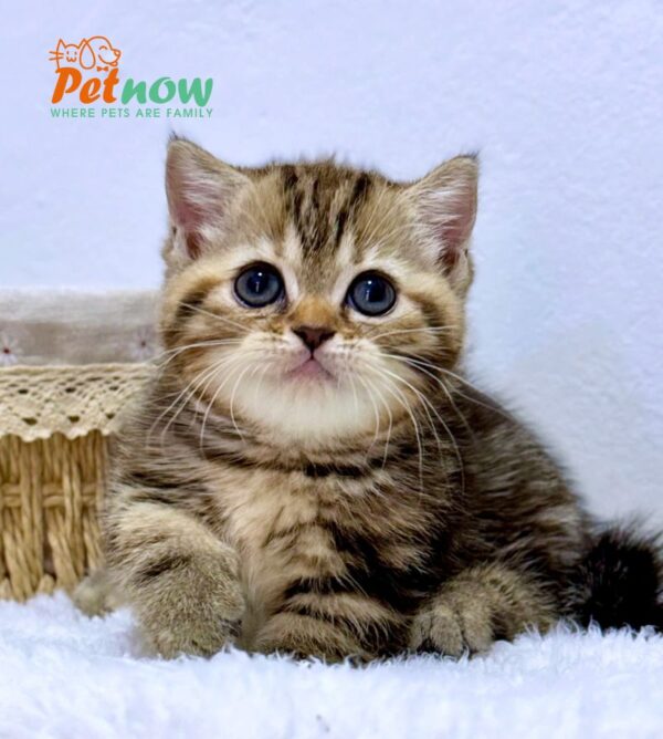 Mèo Anh Lông Ngắn Chân Lùn Màu Tabby Đực Mã AN487