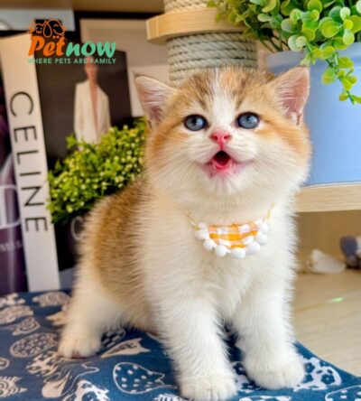 Mèo Anh Lông Ngắn Màu Bigolden Cái Mã AN495