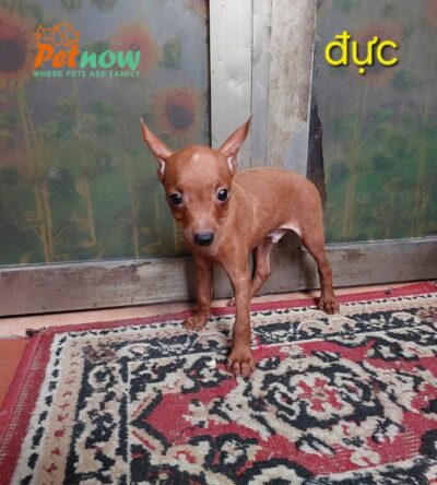 Chó Phốc Hươu Size Mini Đực Mã PH498