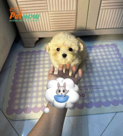 Chó Poodle Size Tiny Màu Vàng Kem Đực Mã PD505