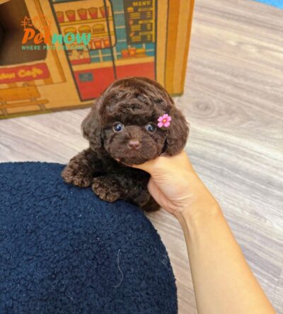 Chó Poodle Màu Socola Cái Mã PD396