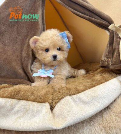  Chó Poodle Màu Mơ Cái Mã PD399