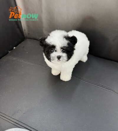  Chó Poodle Tai Gấu Size TinyTeacup Màu Bò Sữa Cái Mã PD401