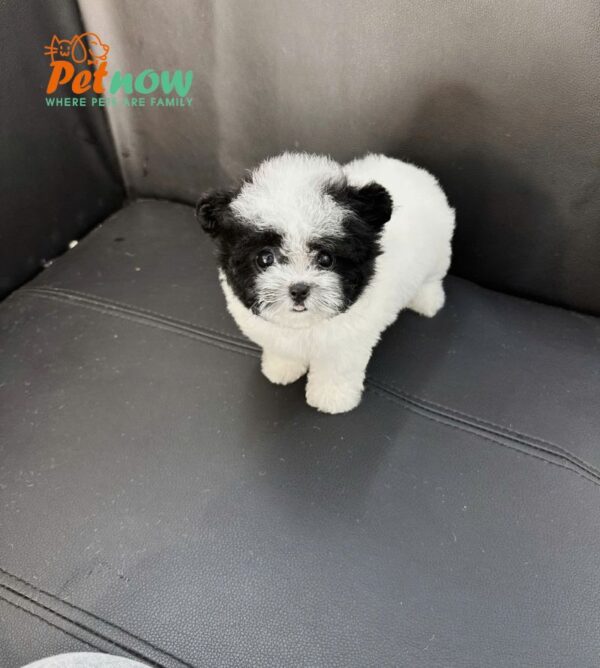  Chó Poodle Tai Gấu Size TinyTeacup Màu Bò Sữa Cái Mã PD401