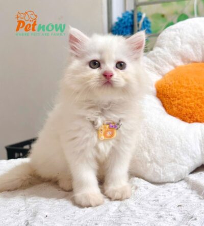 Mèo Anh Lông Dài Màu Trắng Cái Mã AD367