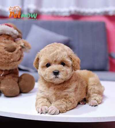  Chó Poodle Màu Nâu Mơ Đực Mã PD405