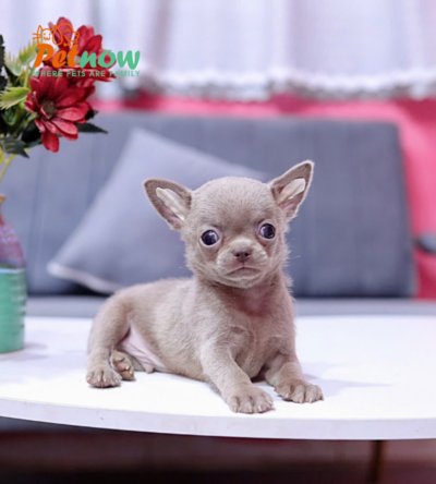 Chó Chihuahua Màu Lilac Đực Mã CH458
