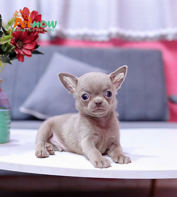 Chó Chihuahua Màu Lilac Đực Mã CH458