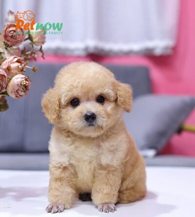  Chó Poodle Size Toy Màu Mơ Cái Mã PD410