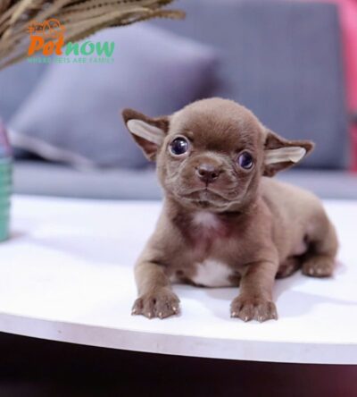 Chó Chihuahua Size Mini Đầu Táo Màu Socola Đực Mã CH455
