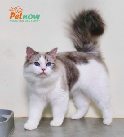 Mèo Ragdoll Lynx Màu Bicolor Cái Mã RD480