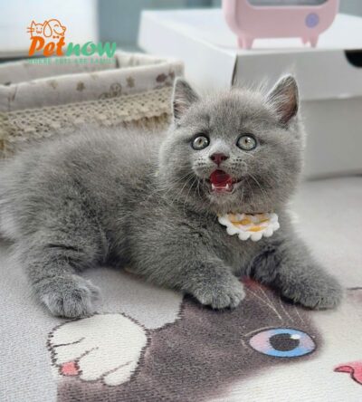 Mèo Anh Lông Ngắn Munchkin Chân Ngắn Màu Xám Xanh Cái Mã AN376