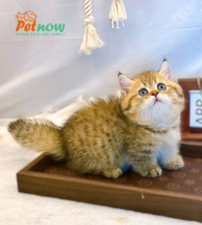 Mèo Anh Lông Ngắn Chân Lùn Màu Golden Tabby Đực Mã AN414