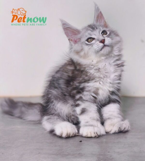 Mèo Maine Coon Chân Polly 6666 Màu Silver Classic Đực Mã MC477