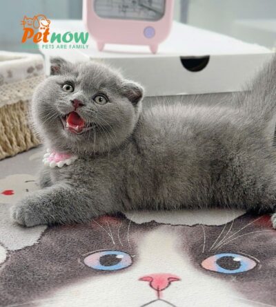 Mèo Anh Lông Ngắn Chân Lùn Tai Cụp Lửng Màu Xám Xanh Cái Mã AN377