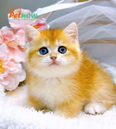 Mèo Anh Lông Ngắn Golden Ny12 Chân Ngắn Đực Mã AN379