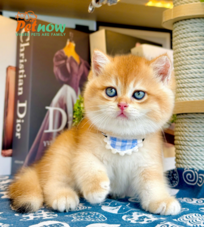 Mèo Anh Lông Ngắn Màu Golden Ny12 Cái Mã AN427