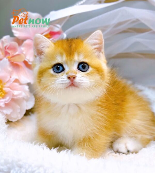 Mèo Anh Lông Ngắn Golden Ny12 Chân Ngắn Đực Mã AN379