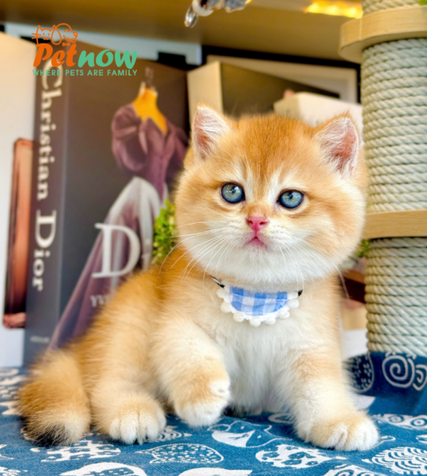 Mèo Anh Lông Ngắn Màu Golden Ny12 Cái Mã AN427