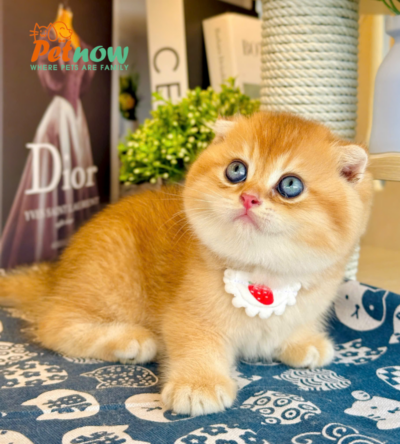 Mèo Anh Lông Ngắn Scottish Fold Màu Golden Ny12 Tai Cụp Đực Mã AN428