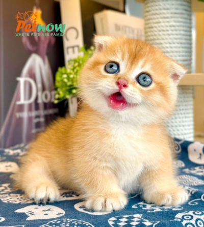 Mèo Anh Lông Ngắn Màu Golden Ny12 Chân Lùn Tai Cụp Đực Mã AN429