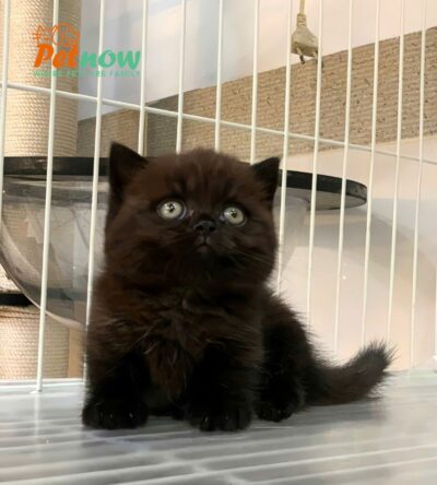 Mèo Anh Lông Ngắn Muchkin Đen Tuyền Đực Mã AN382