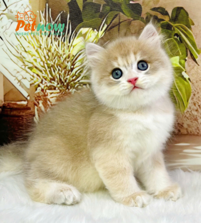 Mèo Anh Lông Ngắn Màu Golden Ay Đực Mã AN430