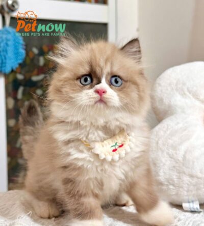 Mèo Anh Lông Dài Màu Bicolor Đực Mã AD384