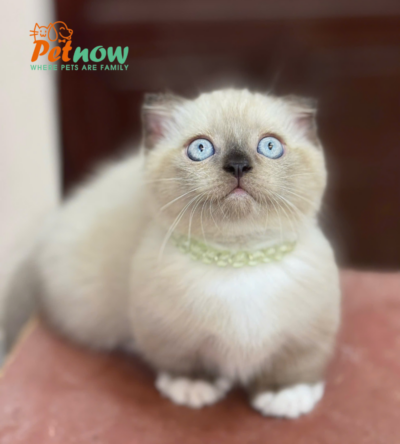 Mèo Munchkin Đực Màu Himalaya Mã AN432