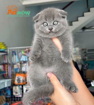 Mèo Anh Lông Ngắn Tai Cụp Scottish Fold Màu Xám Xanh Đực Mã AN385