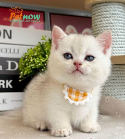 Mèo Anh Lông Ngắn Munchkin Màu Silver Đực Mã AN392