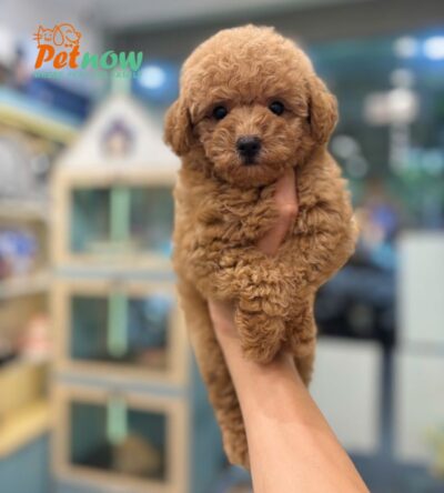 Chó Poodle Size Toy Màu Nâu Đỏ Lông Dày Cái Mã PD506