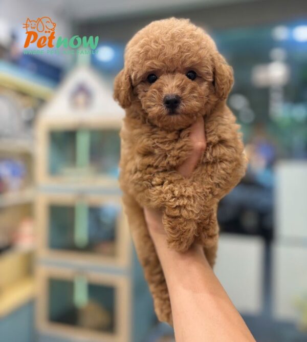 Chó Poodle Size Toy Màu Nâu Đỏ Lông Dày Cái Mã PD506