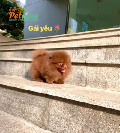 Chó Phốc Sóc Màu Hiếm Chocolate Cái Mã PS509