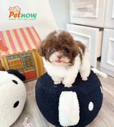  Chó Poodle Size Tiny Màu Bò Socola Cái Mã PD402