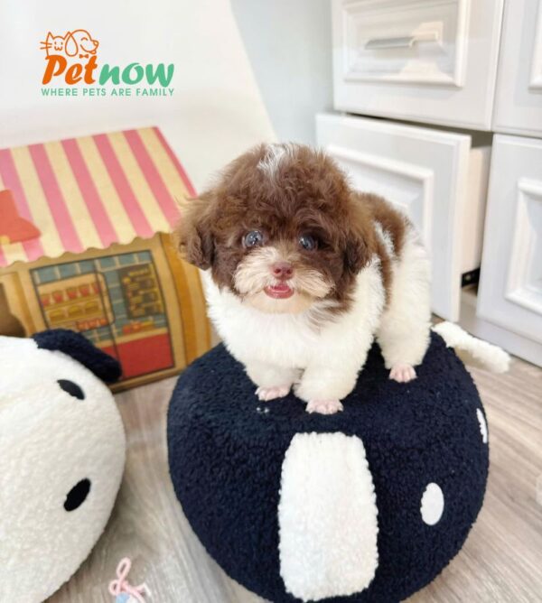  Chó Poodle Size Tiny Màu Bò Socola Cái Mã PD402