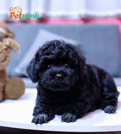  Chó Poodle Size Tiny Màu Đen Đực Mã PD406