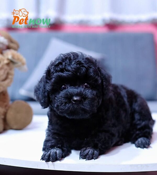  Chó Poodle Size Tiny Màu Đen Đực Mã PD406