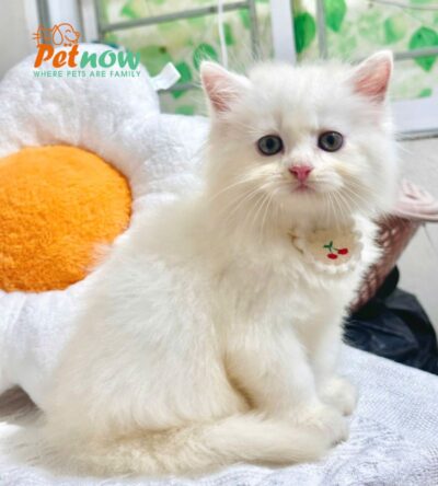 Mèo Anh Lông Dài Màu Trắng Đực Mã AD368