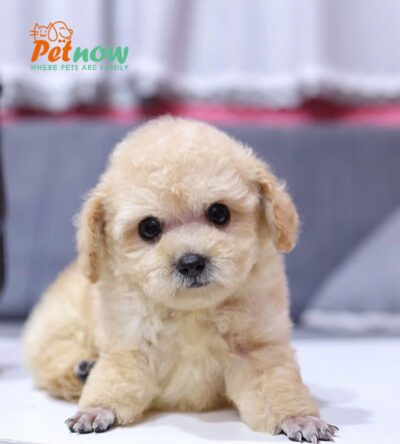  Chó Poodle Size Tiny Màu Mơ Đực Mã PD411