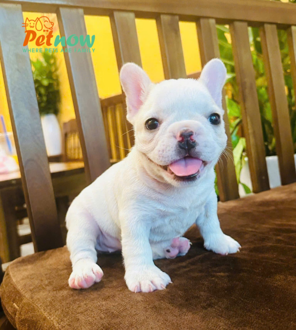Chó Bull Pháp Màu Trắng Đực Mã BP459