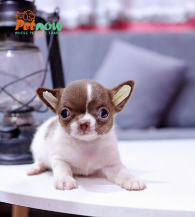 Chó Chihuahua Size Mini Màu Bò Socola Đực Mã CH453