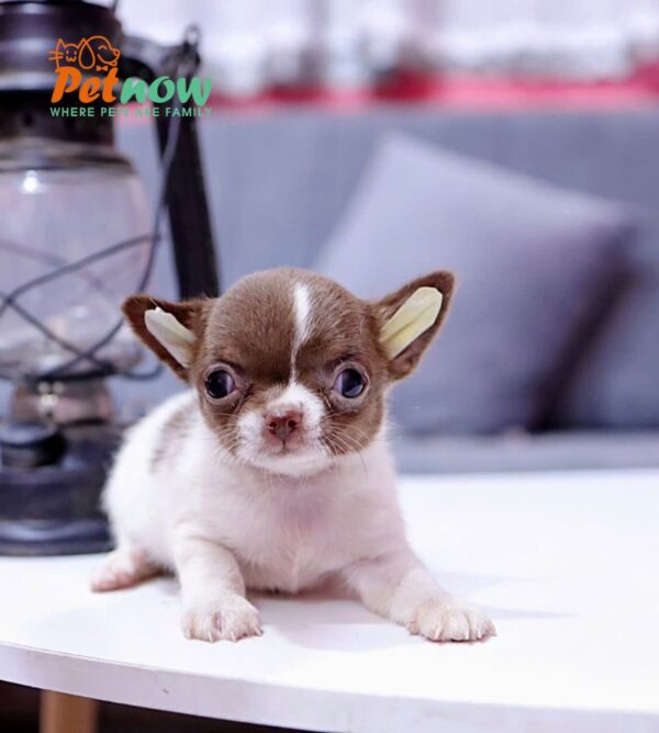 Chó Chihuahua Size Mini Màu Bò Socola Đực Mã CH453